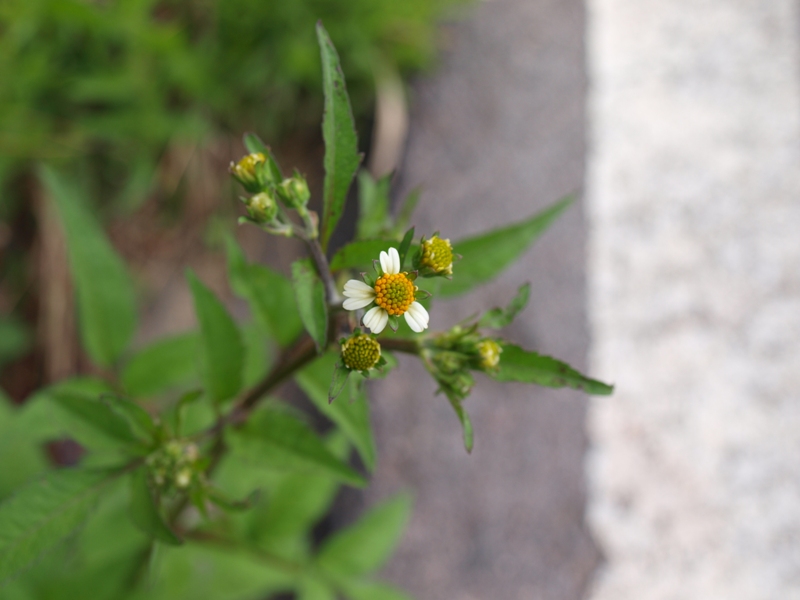 Asteracea - Bidens sp